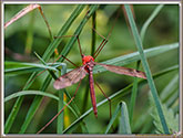 Tipule paludosa